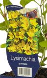 Griffioen Lysimachia punctata vaste plant Griffioen