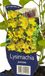 Griffioen Lysimachia punctata vaste plant Griffioen