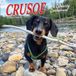 Crusoe the Celebrity Dachshund 2026 7 X 7 Mini Wall Calendar