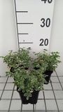 GRDplanten Groendecor Tuinarchitectuur 6x Sanguisorba - Sanguisorba hybr. 'Little Angel' | 9x9 cm pot