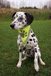 TRIXIE Neckerchief - Geel/Grijs - Polyester