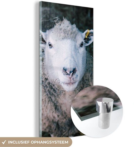 MuchoWow® Glass Painting 40x80 cm - Acrylic Glass Painting - Sheep - Animals - Cattle - Photo on Glass - Paintings