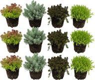 vdvelde.com - Sedum Vetkruid Gemengd 12 Stuks P9