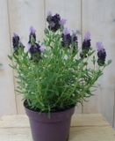 Warentuin Natuurlijk Kuiflavendel Lavandula stoechas