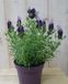 Warentuin Natuurlijk Kuiflavendel Lavandula stoechas