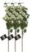 Bellatio Design Branche Eucalyptus Narvik - 3 pièces - 92 cm - Vert clair