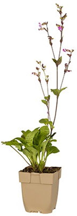Griffioen - Dagkoekoeksbloem