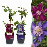 Green boutiQ 2x Clematis Duo Blue & Red Bosrank Duo Blauw & Rood Klimplant Ø9cm 35cm