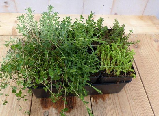 Warentuin Natuurlijk Vetplanten Sedum zes stuks