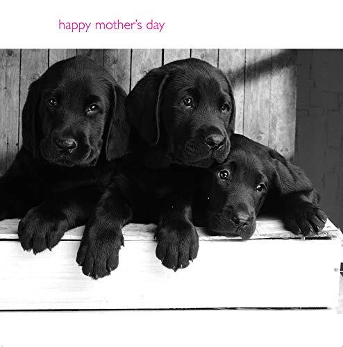 Emotional Rescue Emotional Rescue Moederdagkaart, moederdagkaart Labrador, zwarte labradors, in zwart & wit, open, moederdagkaart, 163x163mm, multi, WMW137