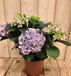 Warentuin natuurlijk Warentuin Hortensia Hydrangea Blauw 30 - 40 cm 4 tot 6 bloemen