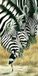 Your Decoration B.V. Kunstdruk Renato Casaro - Noir et Blanc 50x100cm