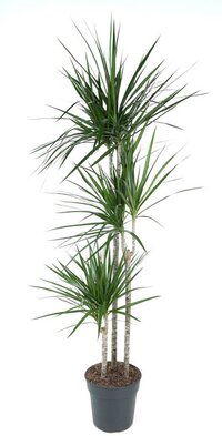 Goed & Groen - Dracaena Marginata - Drakenboom - XL -↨ 160cm - Potmaat 24 - Exclusieve Kwaliteit Planten - Kamer Plant - Kamerplanten - Sfeer - Interieur