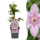 Green boutiQ - 6x Clematis Hagley Hybrid - Bosrank - Roze - Klimplant - Ø9cm - 35cm