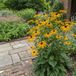 Bloomique - Set van 6 - Rudbeckia Fulgida ‘Goldsturm’ - Zonnehoed - Rijkbloeiend - Winterhard - Vaste plant - 10-20 cm hoog - Pot 9 cm