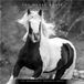 Browntrout Le Noble Cheval Calendrier 2027