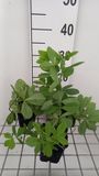 GRDplanten Groendecor Tuinarchitectuur 6x Valse Indigo - Baptisia decadence 'Blueberry Sundae' | 9x9 cm pot