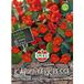 Sperli Capucine Naine « Orientzauber » Graines De Fleurs, Feuillage Bronze, Fleurs Rouge Foncé, 35 cm