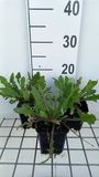 Cichorium 6x Cichorium intybus | pot de 9x9 cm