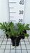 Cichorium 6x Cichorium intybus | pot de 9x9 cm