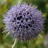 Arborix Echinops 6 x Echinops Bannaticus 'Taplow Blue' - Kogeldistel pot 9x9cm