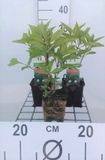 GRDplanten Groendecor Tuinarchitectuur 6x Leverkruid - Eupatorium mac. 'Atropurpureum' | 9x9 cm pot