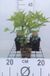 GRDplanten Groendecor Tuinarchitectuur 6x Leverkruid - Eupatorium mac. 'Atropurpureum' | 9x9 cm pot