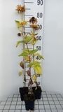 GRDplanten Groendecor Tuinarchitectuur 6x Heliopsis - Heliopsis hel. 'Mars' | 9x9 cm pot
