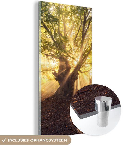 MuchoWow® Glass Painting 20x40 cm - Acrylic Glass Painting - Tree - Forest - Sun - Photo on Glass - Paintings