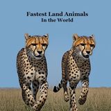 Fastest Land Animals in the World Kids Book: Great Book about the Fast Land Animals on Earth