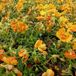 Arborix Helianthemum 6 x 'Bronzeteppich' - Zonneroosje - Pot 9x9cm - Bodembedekker, zonminnend