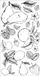 Set Sizzix Clear Stamps Botanical Fruit (666611)