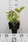 GRDplanten Groendecor Tuinarchitectuur 6x Kijkblad - Rodgersia aesculifolia | 9x9 cm pot