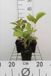 GRDplanten Groendecor Tuinarchitectuur 6x Kijkblad - Rodgersia aesculifolia | 9x9 cm pot