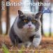Plenty Gifts Brits Korthaar Kalender 2027