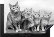 Merkloos KitchenYeah® Inductie beschermer 77x51 cm - Nieuwsgierige kittens - zwart wit