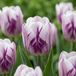 Green boutiQ - 30x Tulipa Flaming Flag - Tulp Vlammende Vlag - Wit en Paars