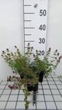 GRDplanten Groendecor Tuinarchitectuur 6x Wilde tijm - Thymus serpyllum | 9x9 cm pot