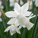 Green boutiQ - 60x Narcissus Botanical White Mix