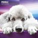 Magnet & Steel Poedel Kalender 2027 Wandkalender