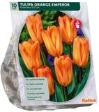 Baltus Tulipa Orange Emperor 10 stuks bloembollen