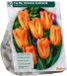 Baltus Tulipa Orange Emperor 10 stuks bloembollen