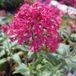 Arborix Centranthus Ruber'Coccineus' - Rode Valeriaan pot 9x9cm