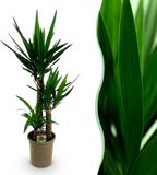 boutiQ Yucca elephantipes Plante d'intérieur - Peu d'entretien - Vert - Pot 21cm - Hauteur 100cm