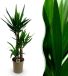 boutiQ Yucca elephantipes Plante d'intérieur - Peu d'entretien - Vert - Pot 21cm - Hauteur 100cm