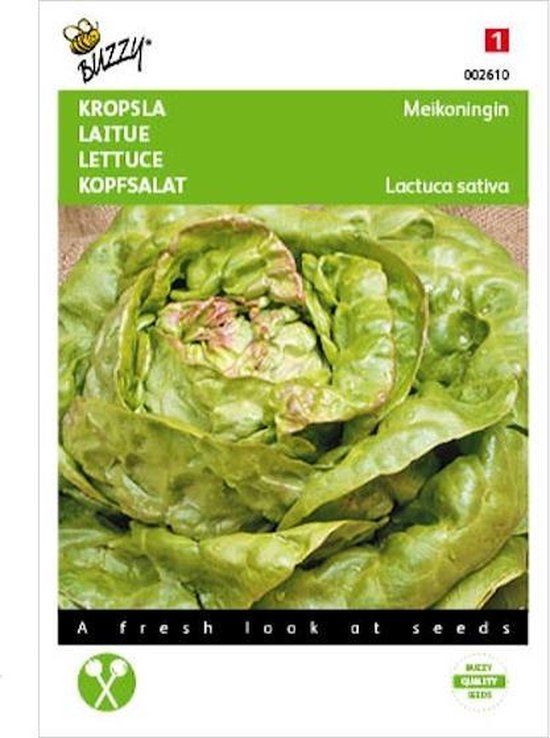 Buzzy Zaden - Kropsla Meikoningin - Lactuca sativa