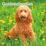 Goldendoodles Browntrout Publishers Goldendoodles - Goldendoodle 2027 - 16-Monatskalender