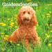 Goldendoodles Browntrout Publishers Goldendoodles - Goldendoodle 2027 - 16-Monatskalender