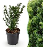 Green boutiQ - 24x Taxus baccata - Venijnboom - Haagplanten - Groenblijvend - Groen - Pot 9cm - Hoogte 20-30cm