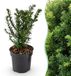 Green boutiQ - 24x Taxus baccata - Venijnboom - Haagplanten - Groenblijvend - Groen - Pot 9cm - Hoogte 20-30cm